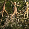 thé de santé extrait de ginseng